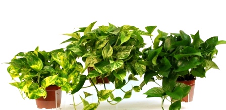 6" Pothos Assortment